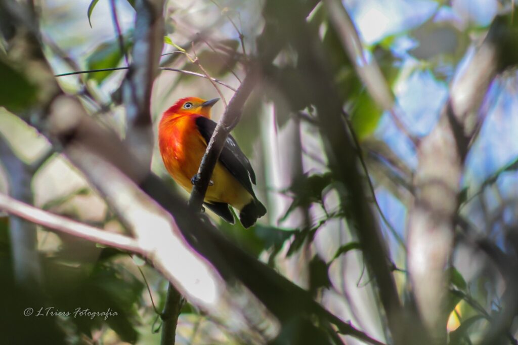 Birdwatching em Piri: 400 aves e diversidade - Imagem do WhatsApp de 2025 08 14 as 10.29.24 d7b7cecb
