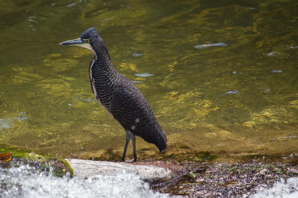 Birdwatching em Piri: 400 aves e diversidade - Imagem do WhatsApp de 2025 08 14 as 10.29.25 7df78aab