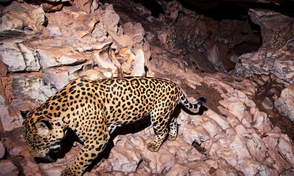 Biólogo reage a vídeo do Bichos dos Pireneus - SnapInsta.to 505432742 18075348484903989 4894871210279606795 n