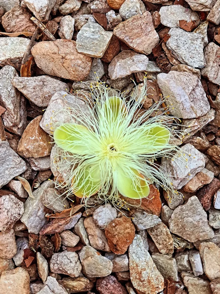 Flor de pequi: poesia do Cerrado em Pirenópolis - SnapInsta.to 536476165 18092088826663299 2224769741311979992 n 1