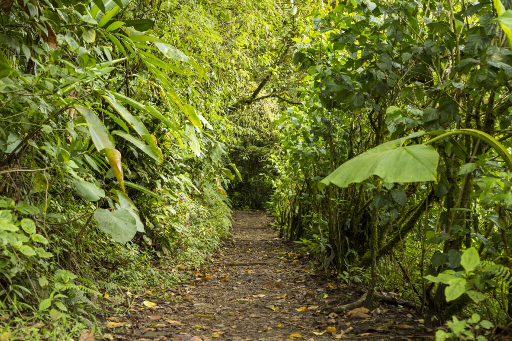Pirenópolis: refúgio de saúde e bem-estar - empty pathway along with green tree rainforest