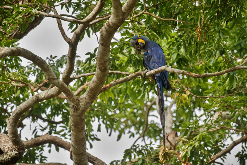 Piri: um celeiro de aves no Cerrado e agora no radar do MTur - hyacinth macaw palm tree nature habitat
