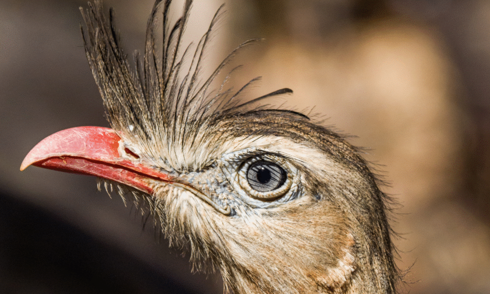 A majestade da seriema no Cerrado - jii 15