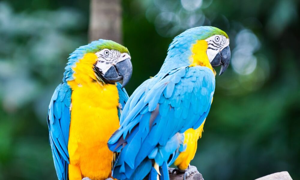 O amor está no ar! Registro de araras em Piri - jii 2025 08 03T115946.965