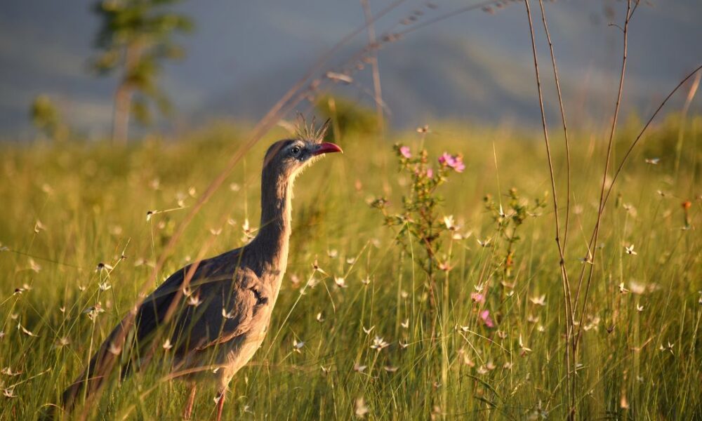 Mais 41 analistas ambientais são nomeados em Goiás - jii 2025 08 04T160651.869