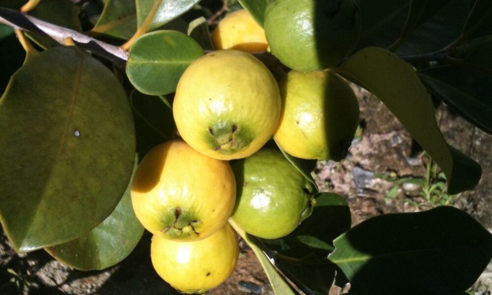 Foto: RubensL - Wikipedia