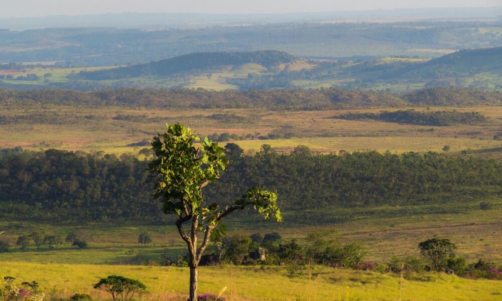 Preservar o Cerrado é proteger nossas vidas! - jii 2025 08 07T142842.037