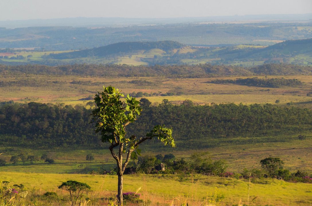 Preservar o Cerrado é proteger nossas vidas!