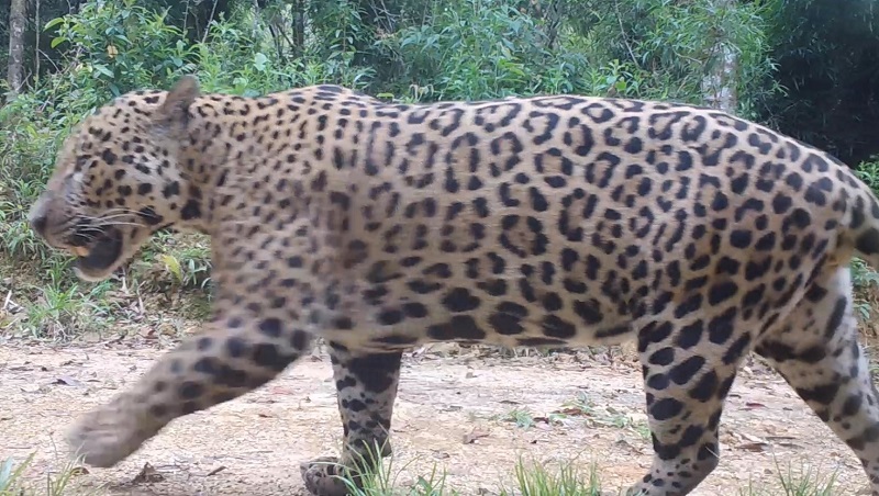 Biólogo reage a vídeo do Bichos dos Pireneus - onca pintada serra mar parana 2 conexao planeta