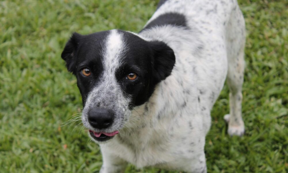 Dia D de Vacinação para Cães e Gatos em Piri - pexels julia nobre 2154676910 33347273