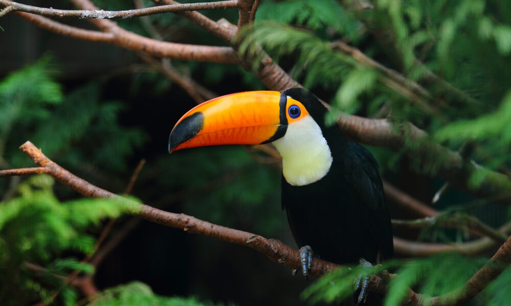 Piri: um celeiro de aves no Cerrado e agora no radar do MTur - selective focus shot toucan standing tree branch
