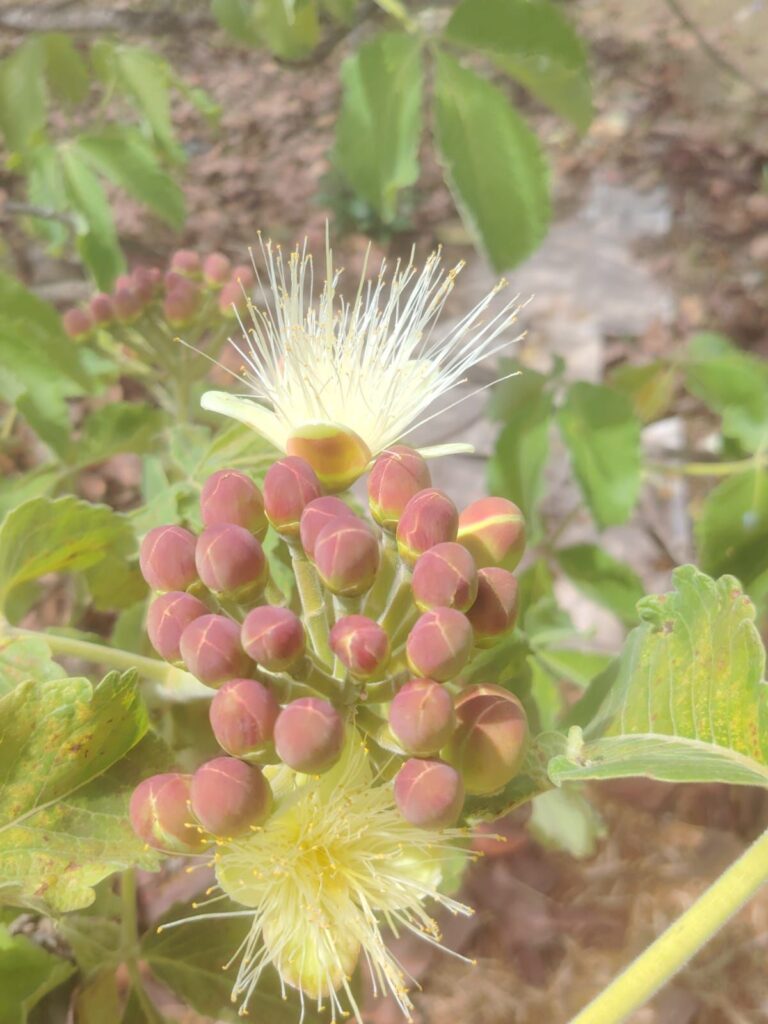 Tá Vendo Aquela Flor Amarelinha? O Pequi Está Chegando! - 5d7e0207 4443 4336 bd34 a7786b68066e