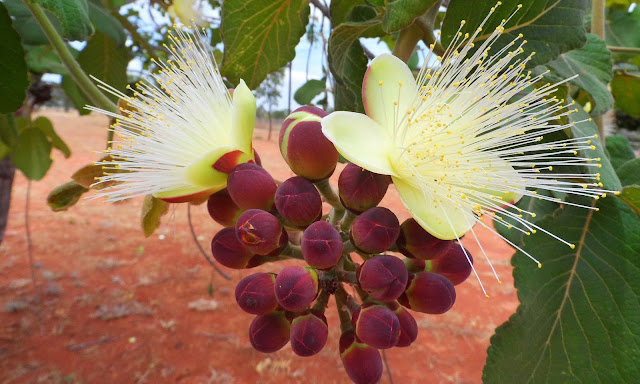 Tá Vendo Aquela Flor Amarelinha? O Pequi Está Chegando! - 9