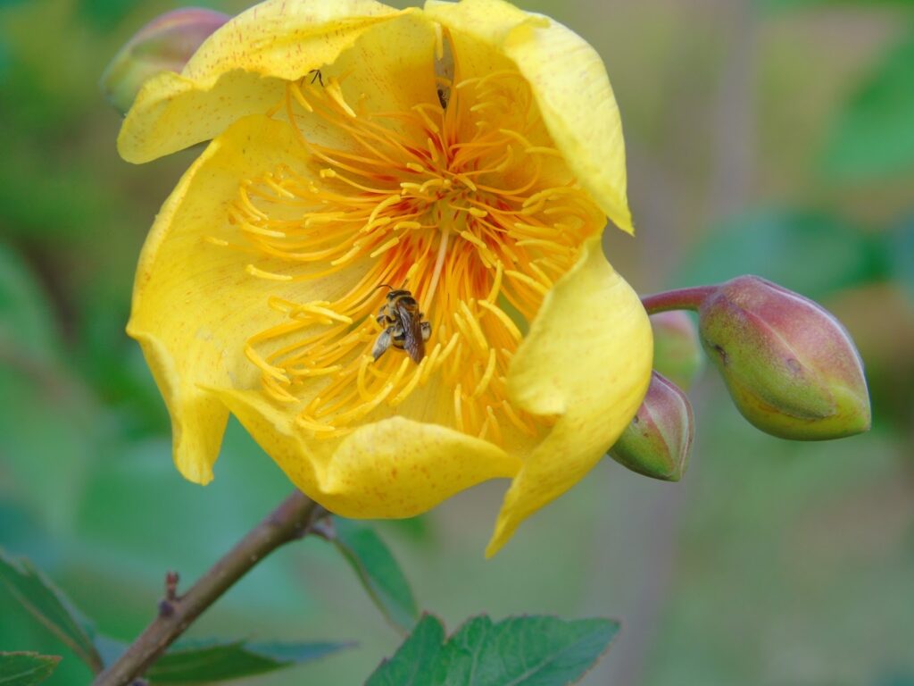 Primavera chega ao Cerrado: cores e vida renovam Pirenópolis - 969ad83452d23763fbcc796a73ca6d02 1