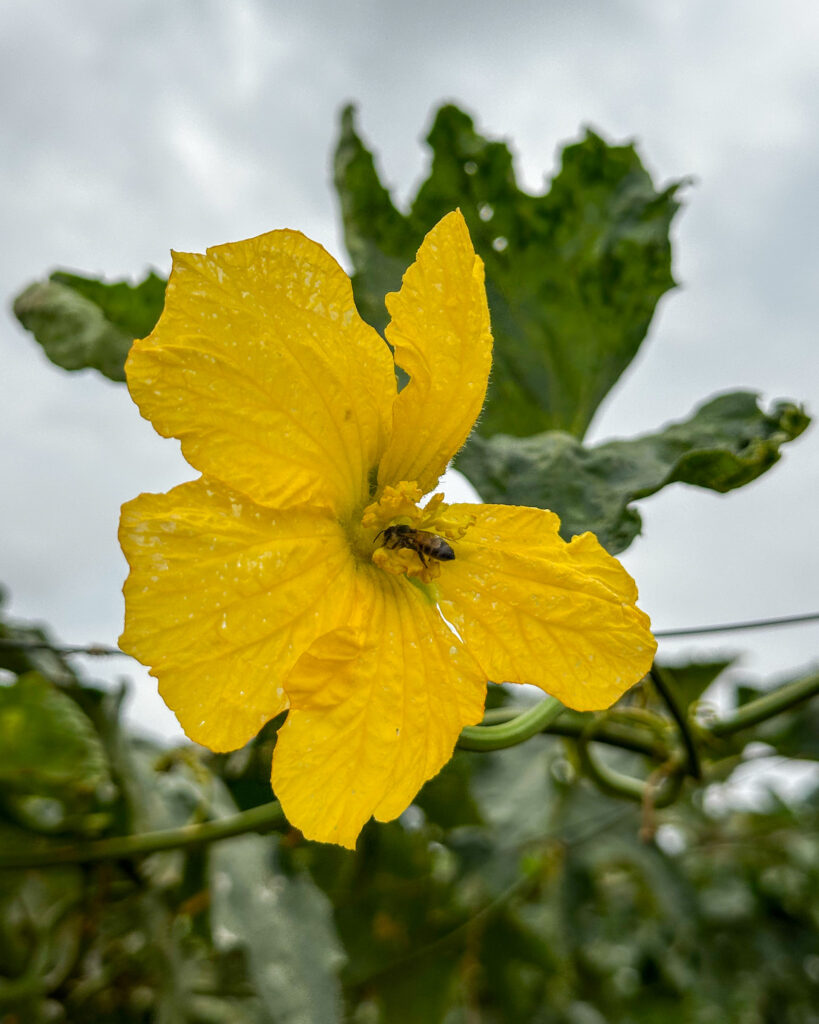 Abelha em flor de bucha vegetal simboliza vida e equilíbrio no Cerrado - IMG 9231