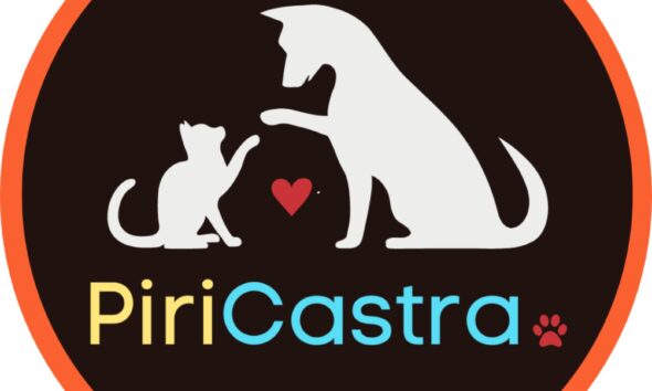 Gatos: curiosidades, fofura e dicas para os gateiros de Pirenópolis - Imagem do WhatsApp de 2025 09 03 as 14.01.01 d4454258