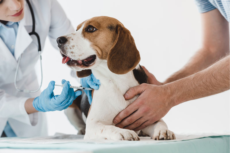 Dia D da Prevenção Animal acontece em Pirenópolis - Vacinacao Em Caes Entenda Qual A Importancia Da Vacinacao Quais As Principais Doencas E Como Manter Seu Anim