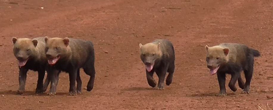 Serra dos Pireneus: tecnologia, pesquisa e educação unidos pela conservação da fauna - carro do mato