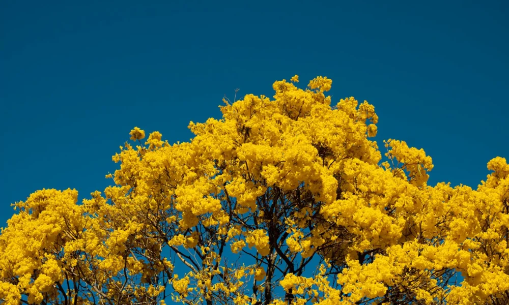 Primavera chega ao Cerrado: cores e vida renovam Pirenópolis - eduardo bresciani N S75zDzW2c unsplash.jpg