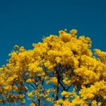 Primavera chega ao Cerrado: cores e vida renovam Pirenópolis - eduardo bresciani N S75zDzW2c unsplash.jpg