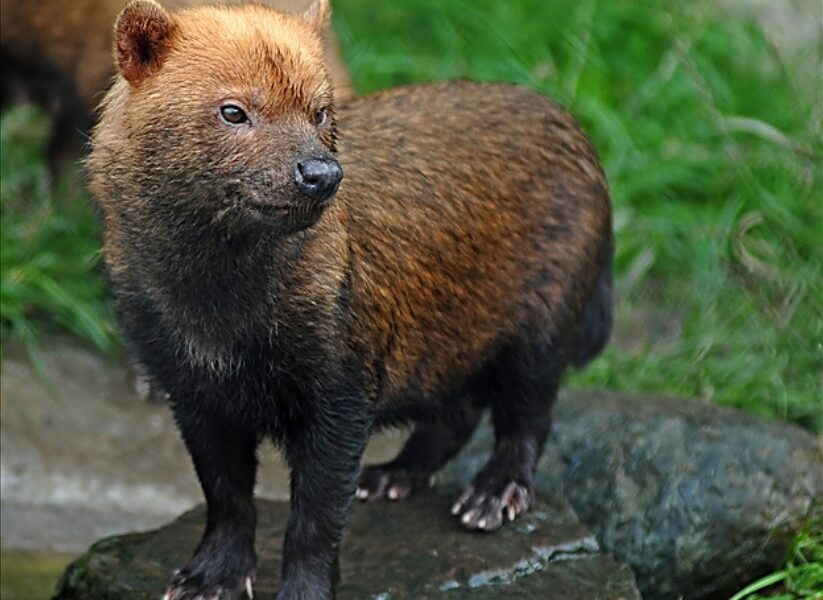 Aparição de animal ameaçado reforça a urgência de preservar o Cerrado - image10473