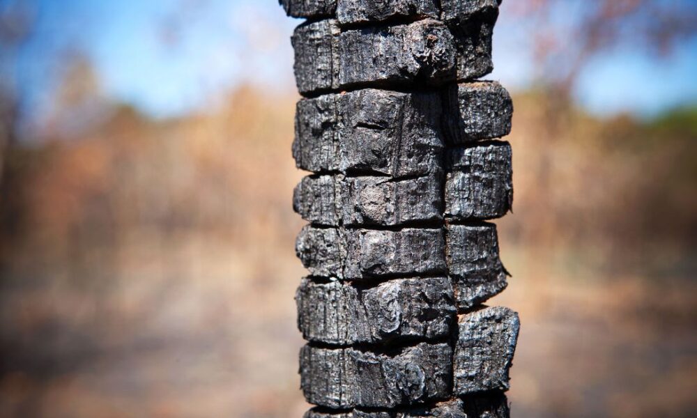 A resistência da vida no coração do Cerrado - jii 2025 09 09T082357.237