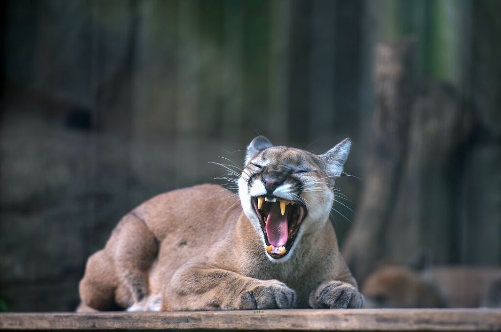 Onça parda assusta moradores na zona rural de Piri - jii 2025 09 09T093505.399