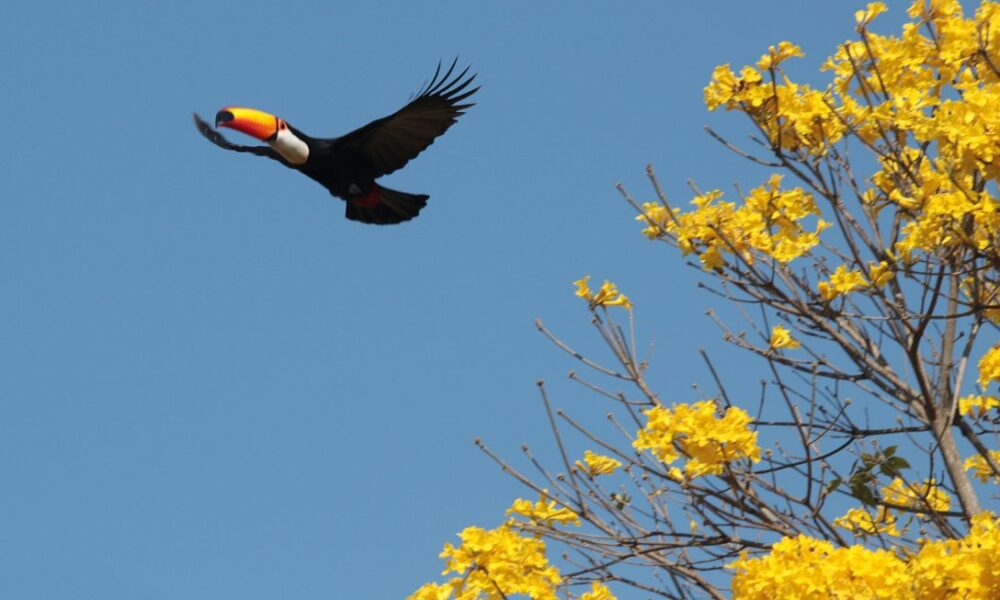 Dia do Cerrado: Natureza e resistência em Pirenópolis - jii 2025 09 11T100003.858