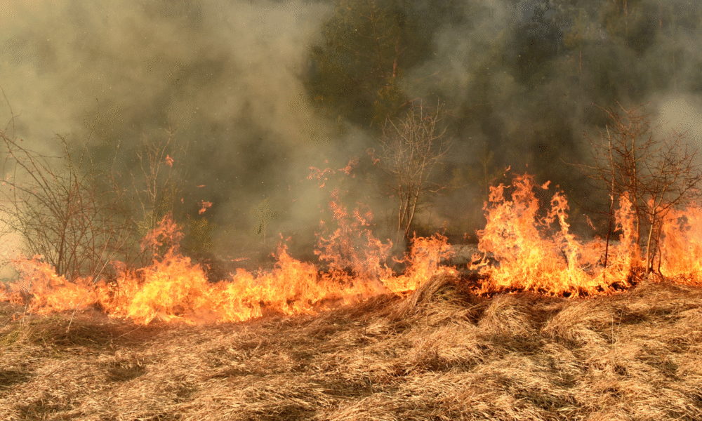 Fogo em Pirenópolis fecha cachoeira e ameaça interditar outras - jii 30