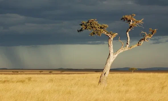 Chuvas nas redondezas e ventania em Pirenópolis - savanna 2796791 1920