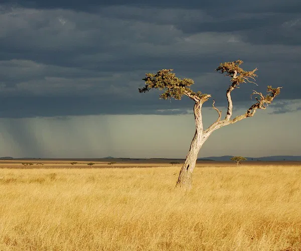 Chuvas nas redondezas e ventania em Pirenópolis - savanna 2796791 1920