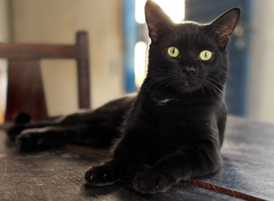 Dia do Gato Preto: quebrando preconceitos em 27 de outubro - 093e2415 c8f1 49f4 911e fdb8356df2e1