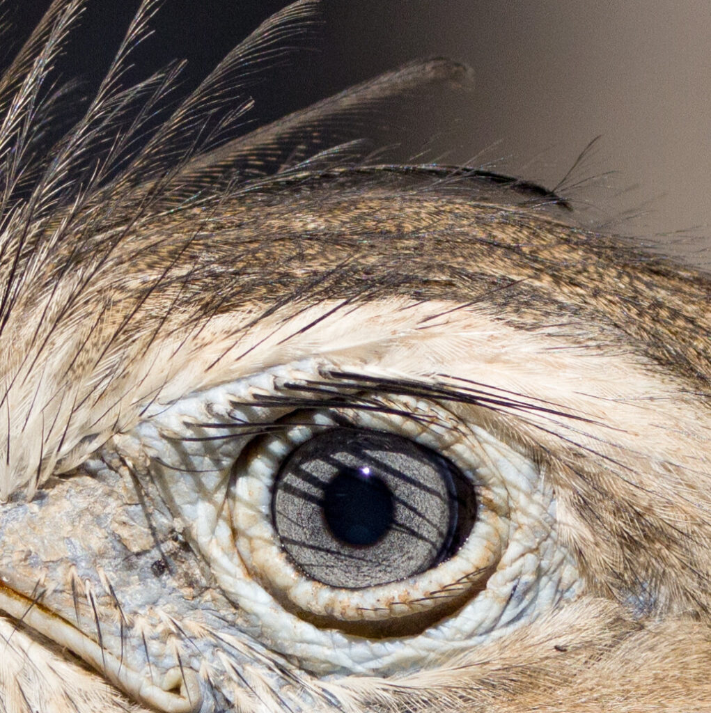 Laço de Amor no Cerrado: Mãe Seriema e Seu Filhote - 84801db4 9518 4aab 8651 332c9901af7a Copia