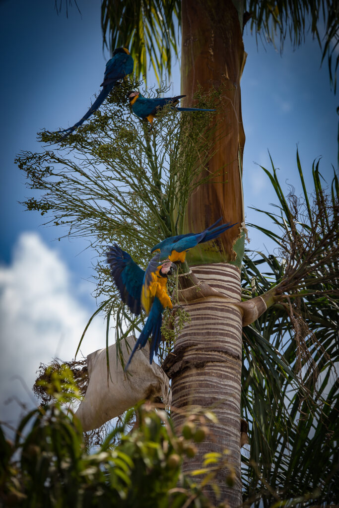 Araras-azuis encantam o entardecer em Pirenópolis. - DSC0005 5