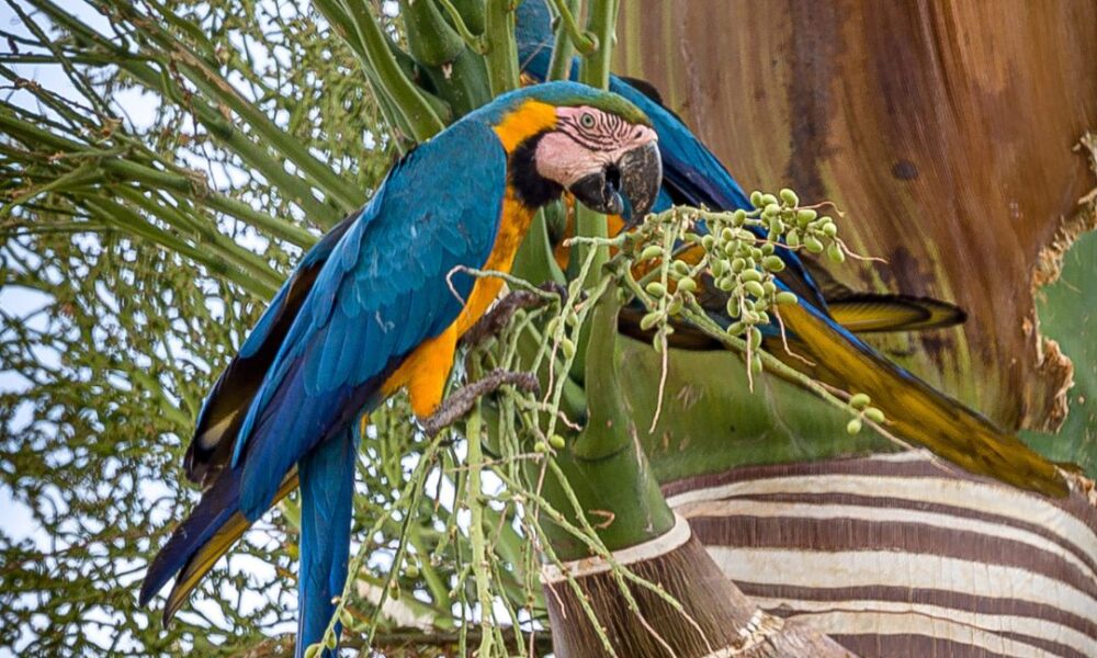Araras-azuis encantam o entardecer em Pirenópolis. - Design sem nome