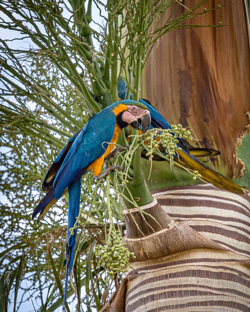 Araras-azuis encantam o entardecer em Pirenópolis. - Design sem nome
