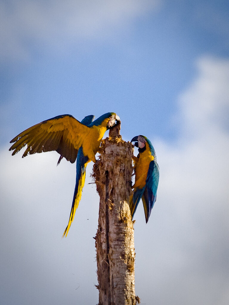 foto:Pedro angelo /pedrodngfotos