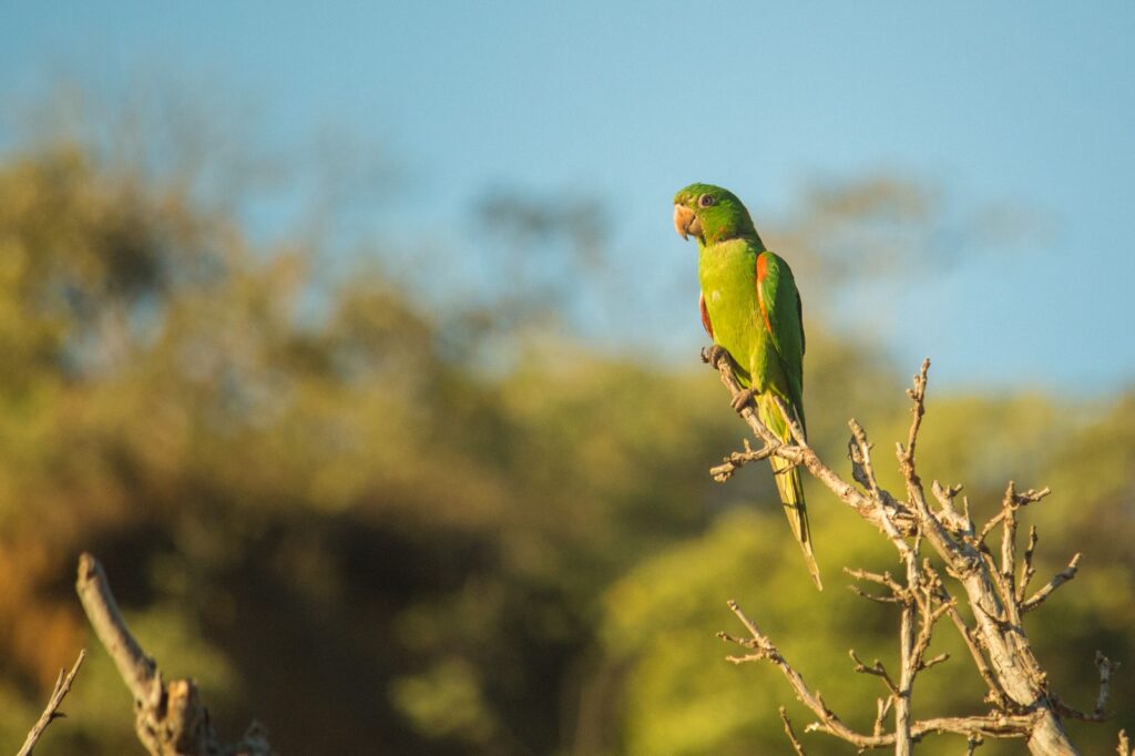 Periquitão encanta em registro da fauna de Pirenópolis - IMG 9703 1