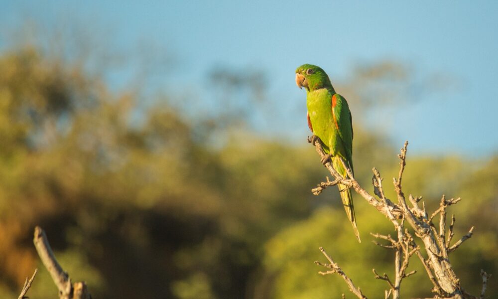 Periquitão encanta em registro da fauna de Pirenópolis - IMG 9703