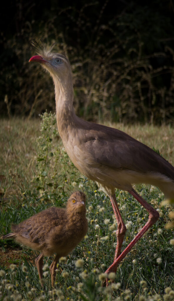 Laço de Amor no Cerrado: Mãe Seriema e Seu Filhote - MG 5994 1 2 Copia