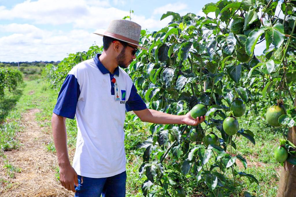 Emater Reduz Insegurança Alimentar em Goiás - Plantacao Abraao Toledo Emater Goias