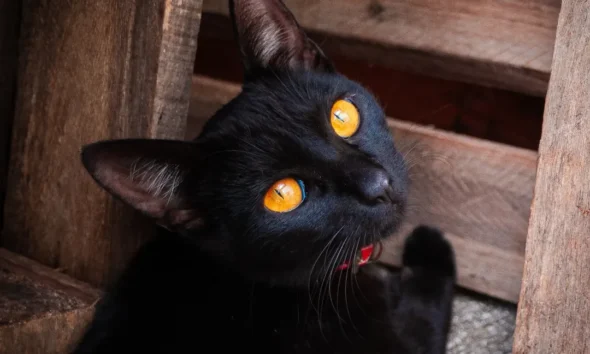 Dia do Gato Preto: quebrando preconceitos em 27 de outubro - SnapInsta.to 531027196 17907205299218305 4426467790576930864 n