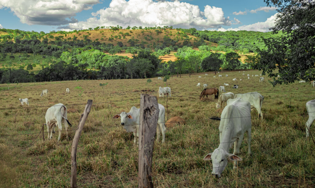 Zona rural de Pirenópolis: fazendas e histórias que encantam - YAN1400