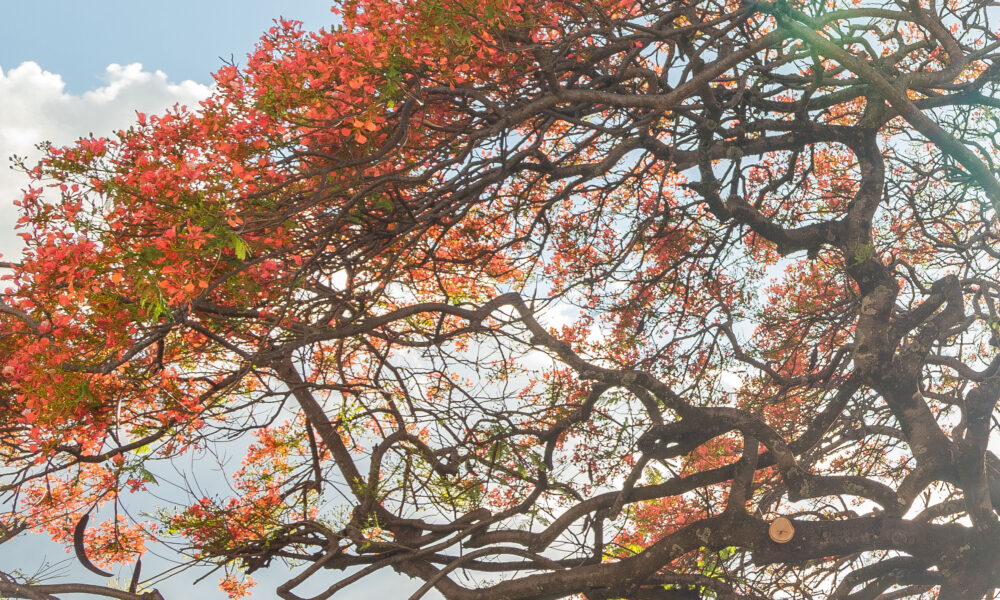 Primavera em Pirenópolis: flores desabrocham e encantam a cidade - YAN1459 1