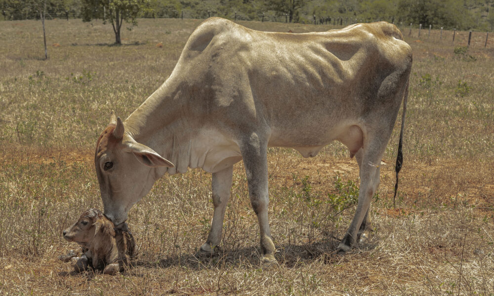 Bezerro Recém-Nascido: O Milagre da Vida no Cerrado - c