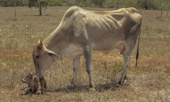 Bezerro Recém-Nascido: O Milagre da Vida no Cerrado - c