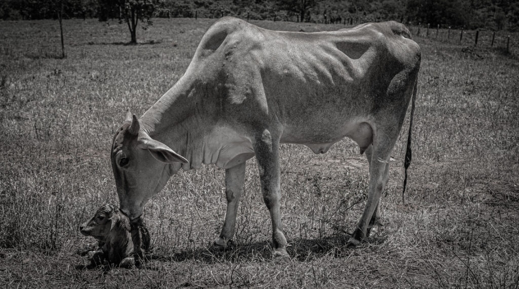 Bezerro Recém-Nascido: O Milagre da Vida no Cerrado - c 1