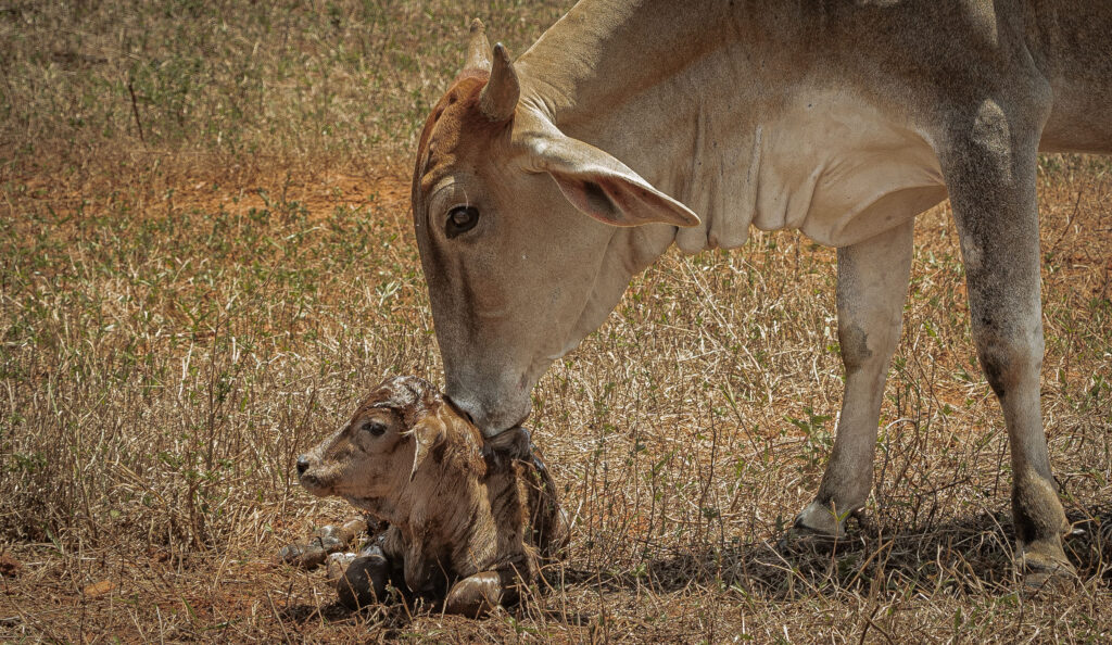 Bezerro Recém-Nascido: O Milagre da Vida no Cerrado - c 2
