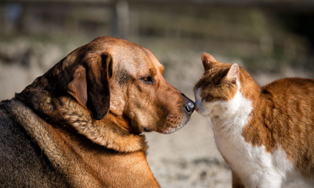 Parceria de castração entre PiriCastra e Prefeitura termina - cachorro caramelo com gato branco e caramelo