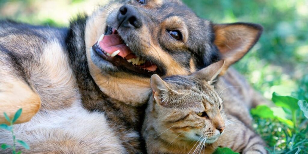 Parceria de castração entre PiriCastra e Prefeitura termina - entenda mais sobre o ciclo de vida do cachorro e do gato pvkrpanyye47ciyf5ud8pp57gqs27xul2x25v8kz8w